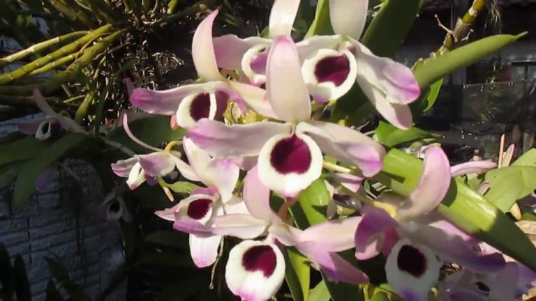 orquídea olho de boneca