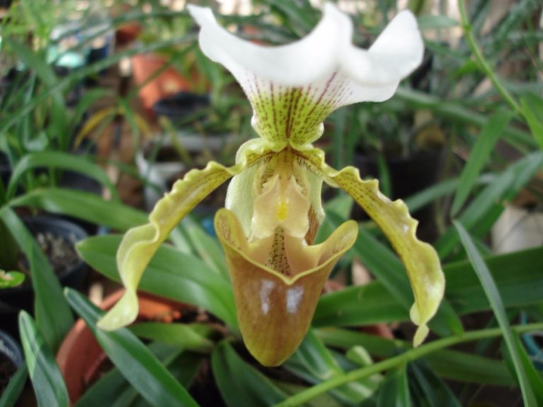 orquídea sapatinho