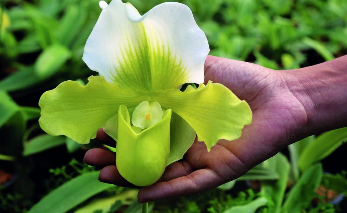 A orquídea sapatinho é uma das espécies mais exóticas que existe.