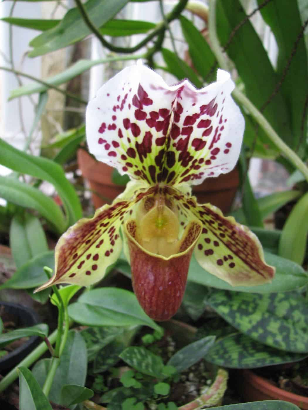 A orquídea sapatinho floresce uma vez ao ano e dura por semanas.
