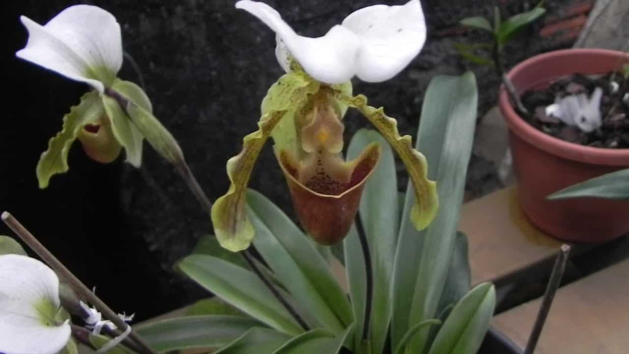 Algumas espécies de orquídea sapatinho aguentam temperaturas extremas.