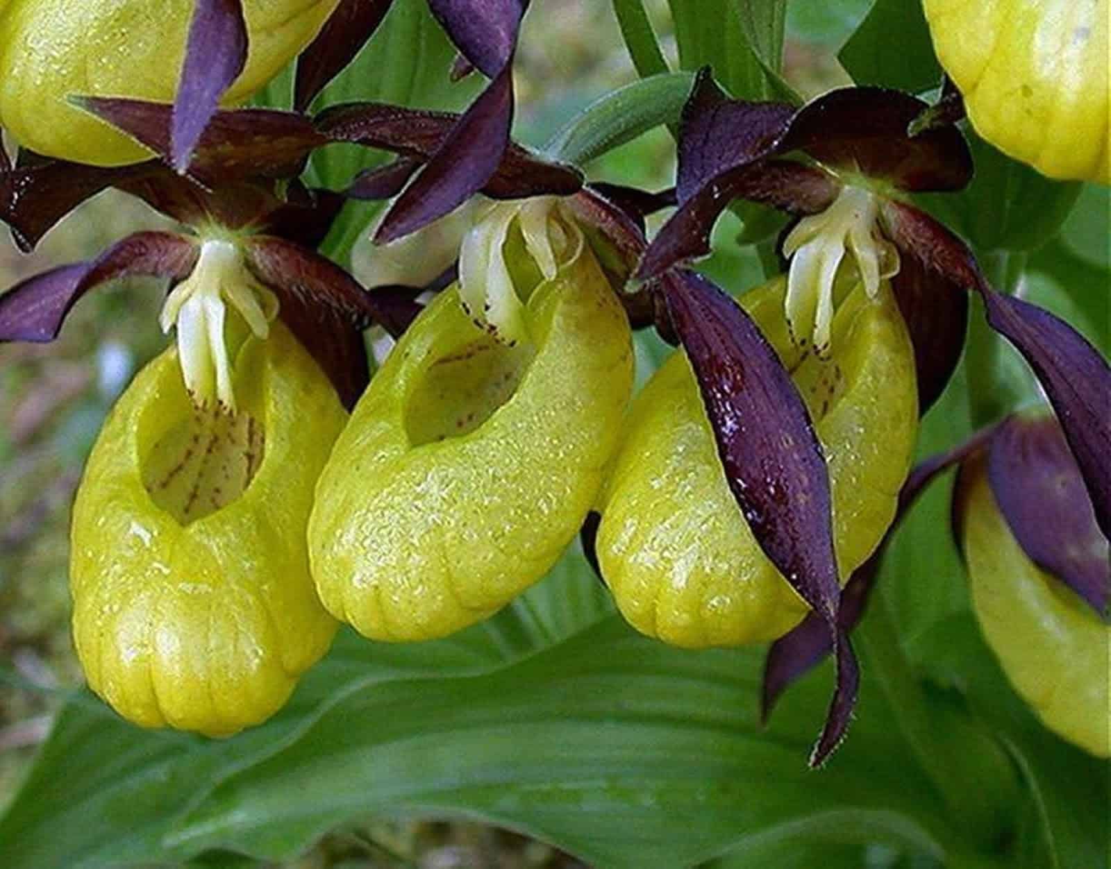 A orquídea sapatinho gosta de adubo para se desenvolver.