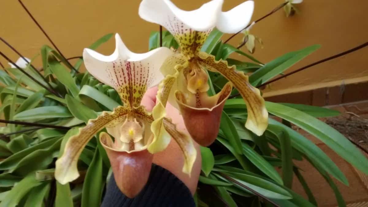 É preciso cuidado ao regar a orquídea sapatinho para não afogá-la e nem matar de sede.