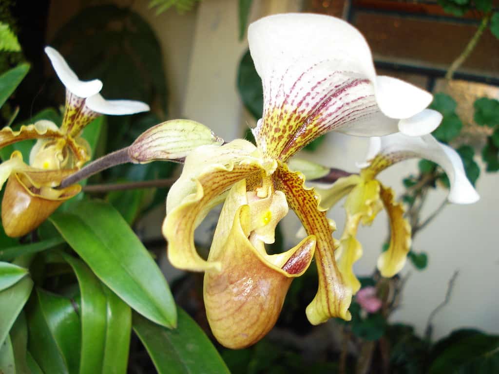 Cuidar de uma orquídea sapatinho não chega a ser difícil ou muito diferente de outras espécies.