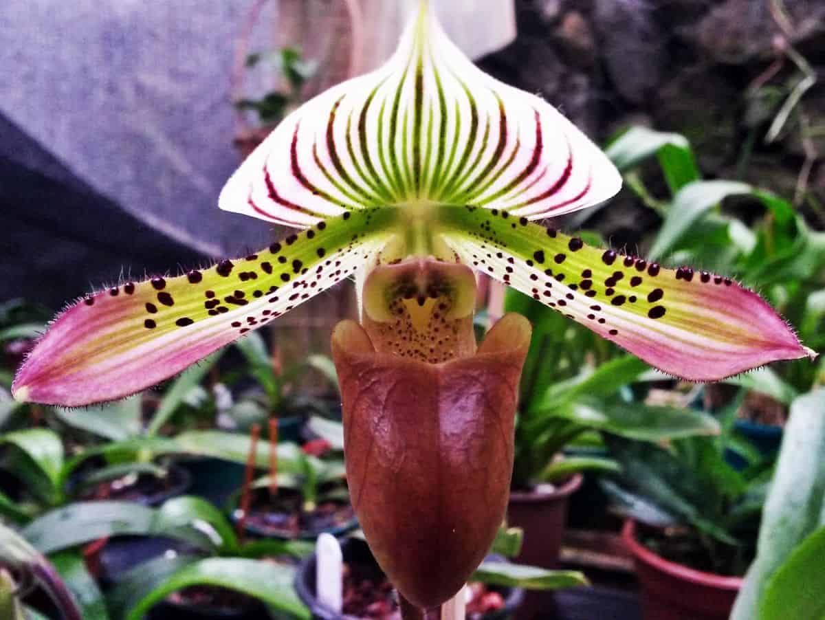 As características da orquídea sapatinho são muito peculiares, como o formato de suas pétalas, como das plantas carnívoras.