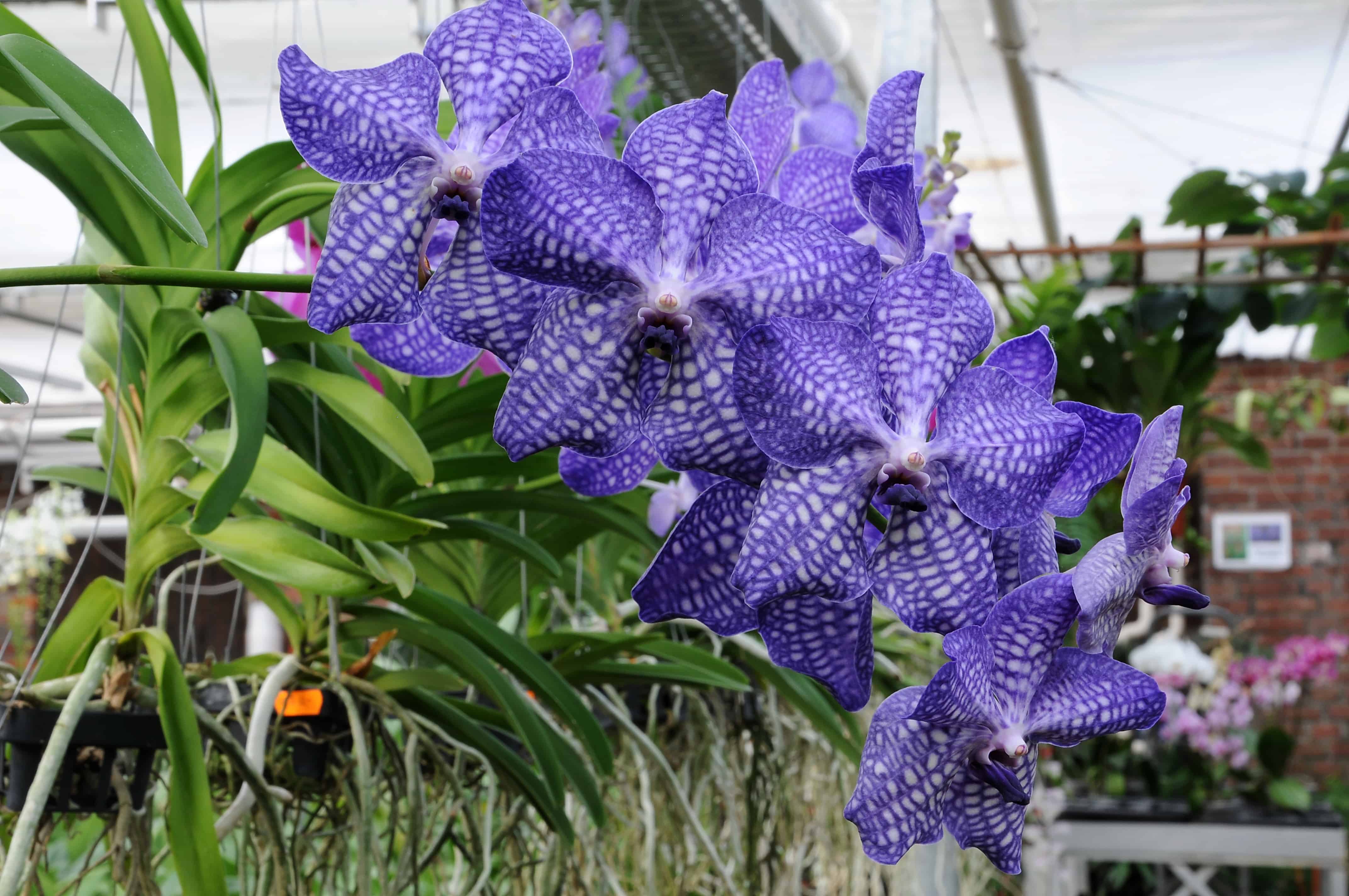 Orquídea Vanda coerulea é uma raridade na natureza e muito cobiçada.