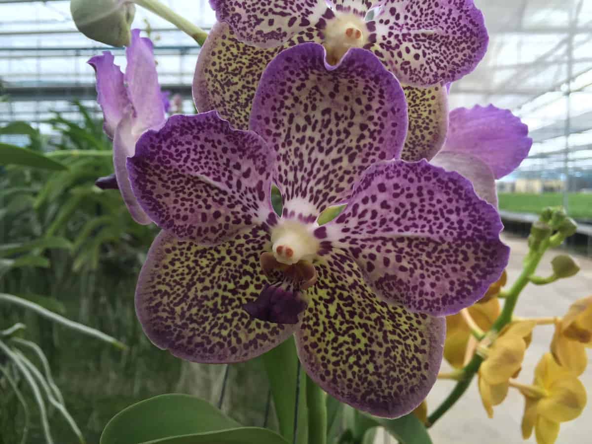 Espécie de Orquídea Vanda amarelada com bordas arroxeadas e pintas roxas mais escuras.