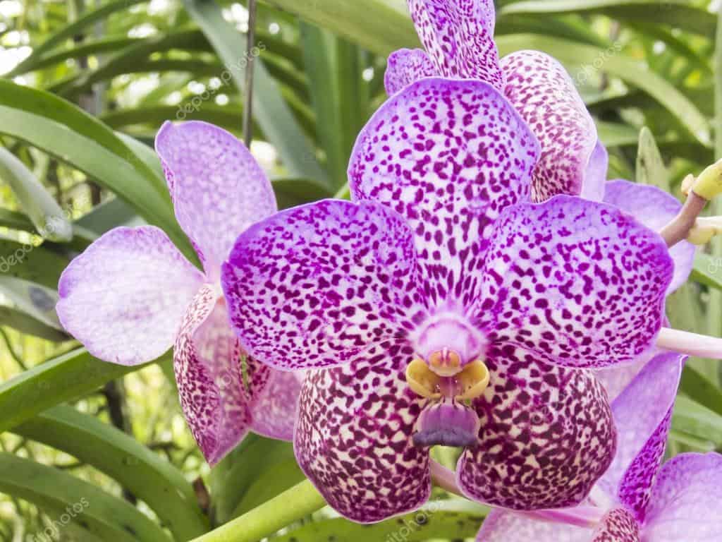 orquídea vanda de roxo intenso e pintas marcadas características.