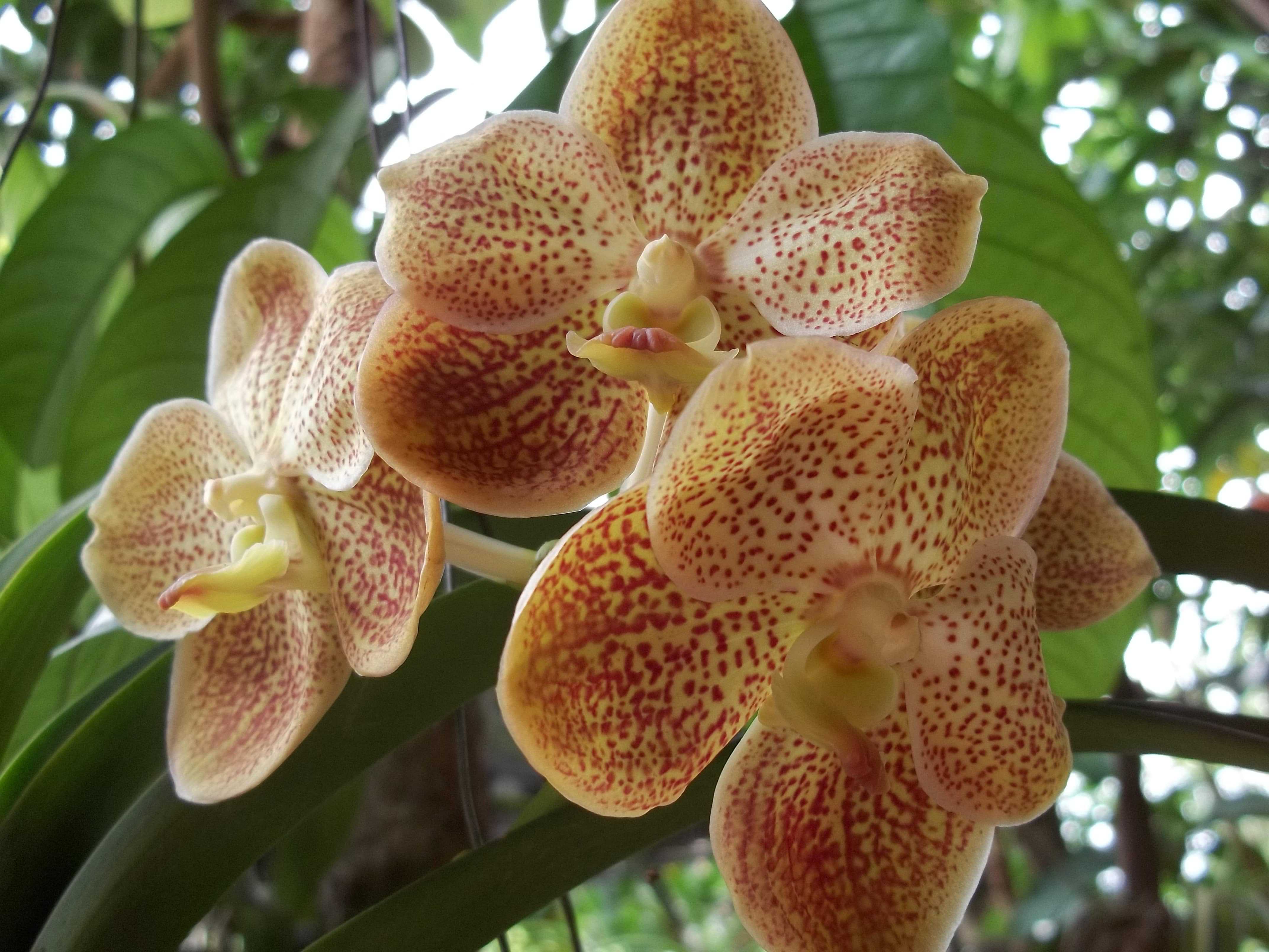 A orquídea Vanda possui muito híbridos e é comercializada em larga escala.