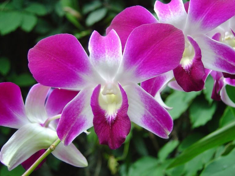 orquídeas epífitas