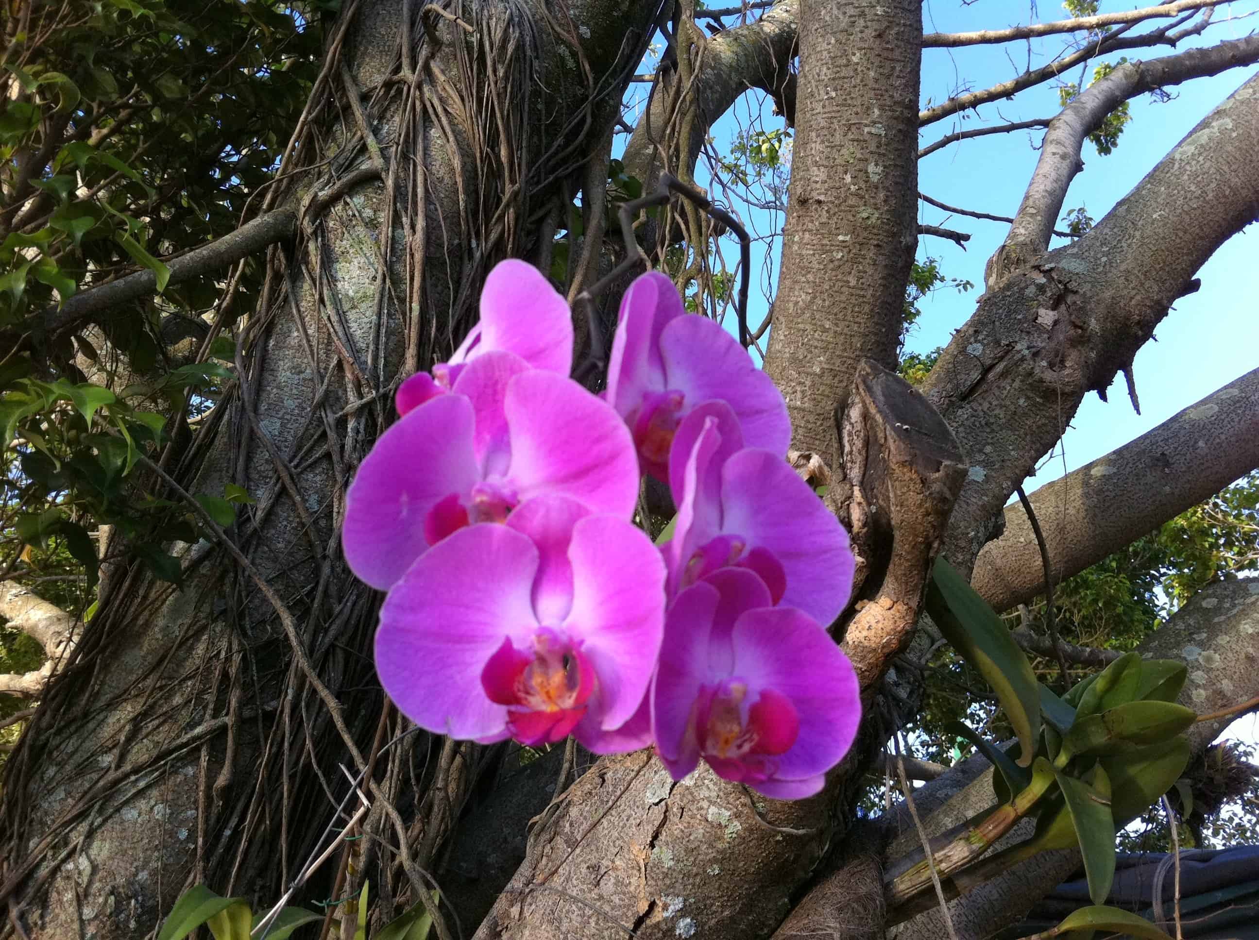 Orquídeas epífitas - Phalaenopsis