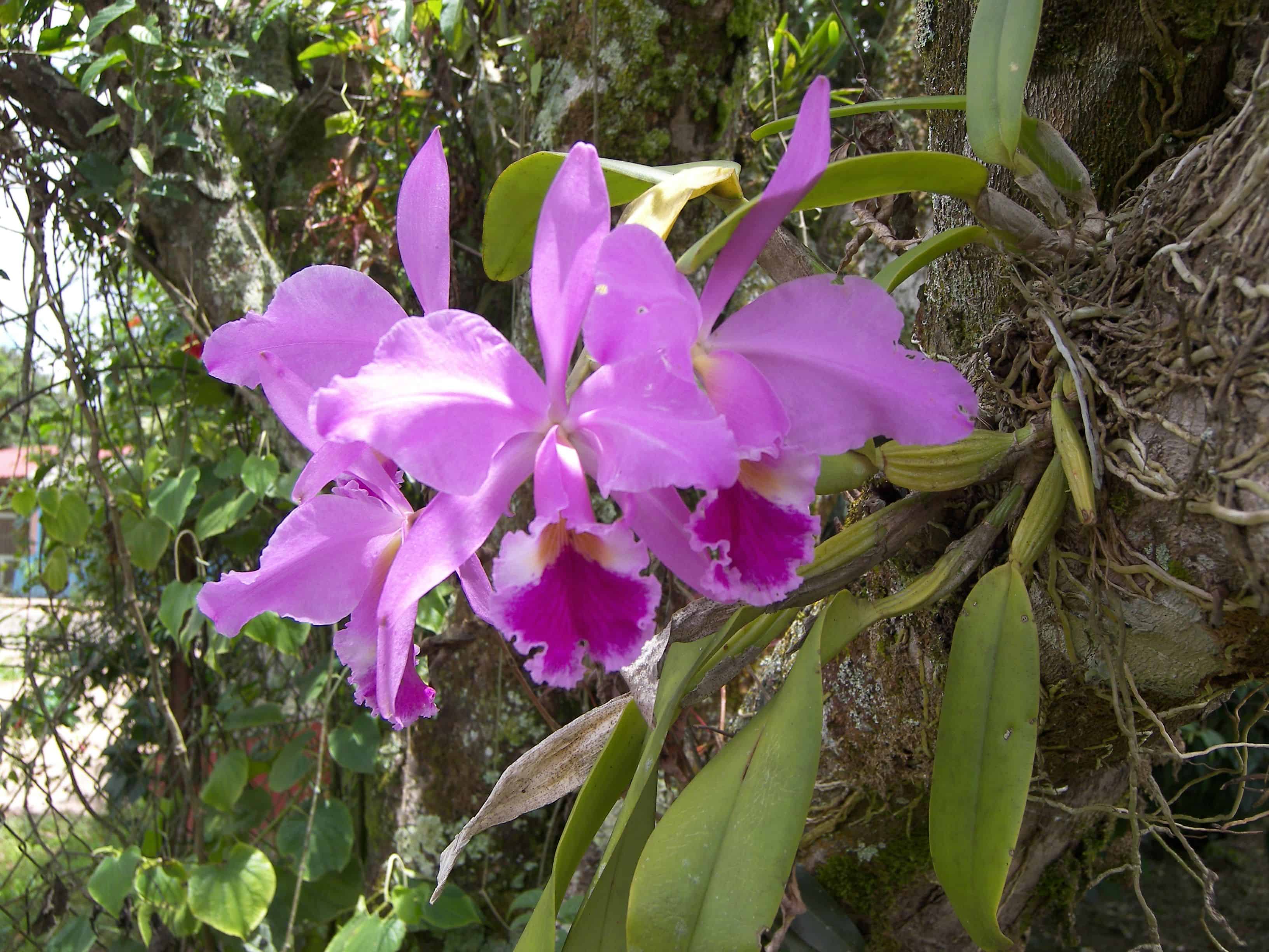 Orquídeas epifitas - Cattleya gaskelliana
