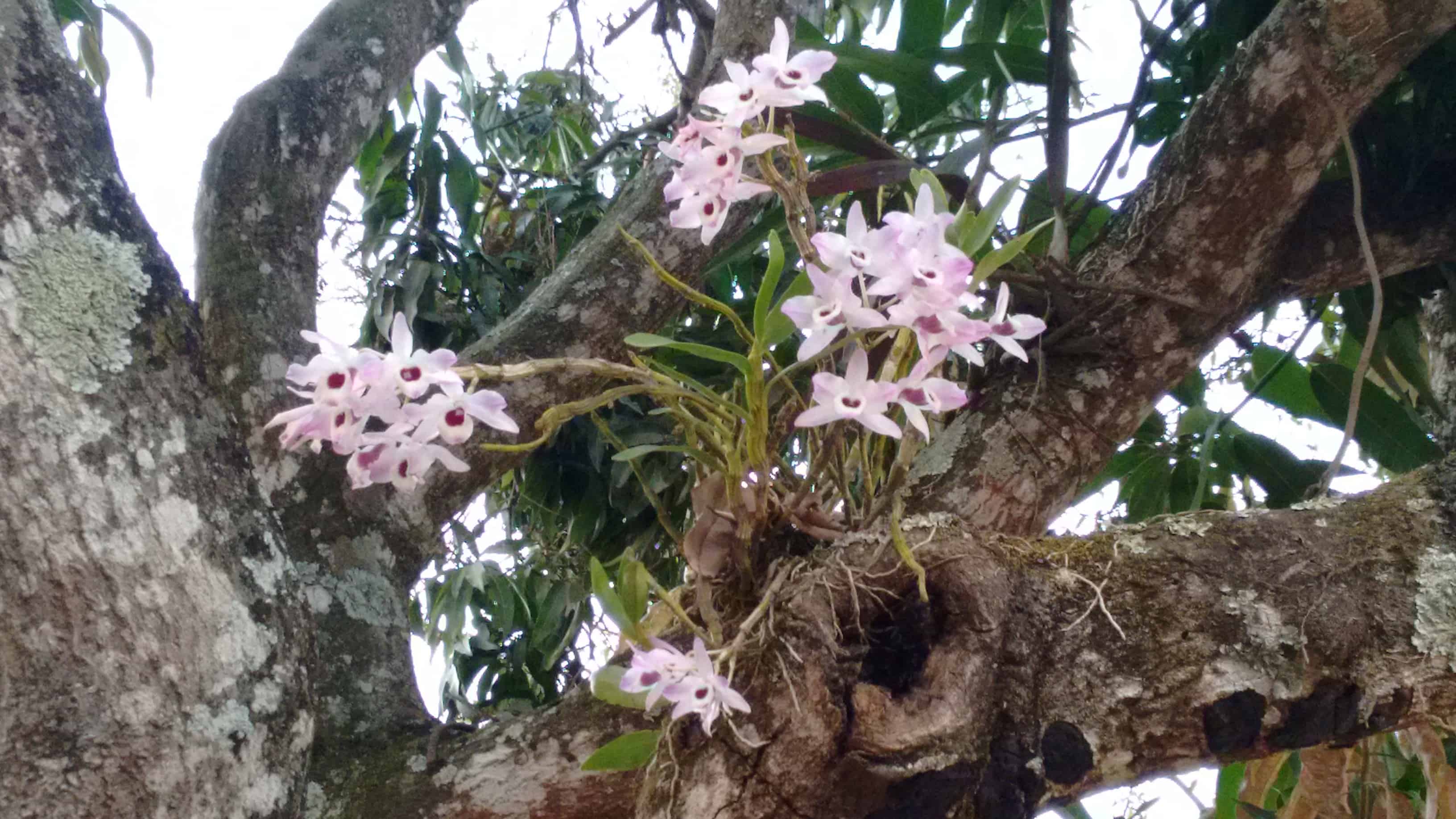 O cultivo das orquídeas epífitas depende da sua espécie.