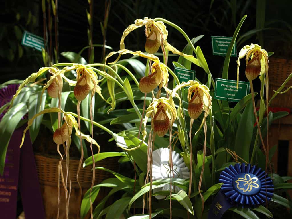 phragmipedium caudatum