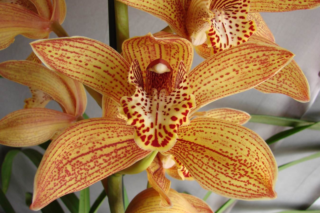 Espécie de Orquídea Cymbidium Darch Dots Wild Cat de flor laranja