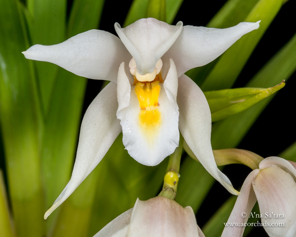 Espécie de Orquídea Cymbidium pseudoballianum branca