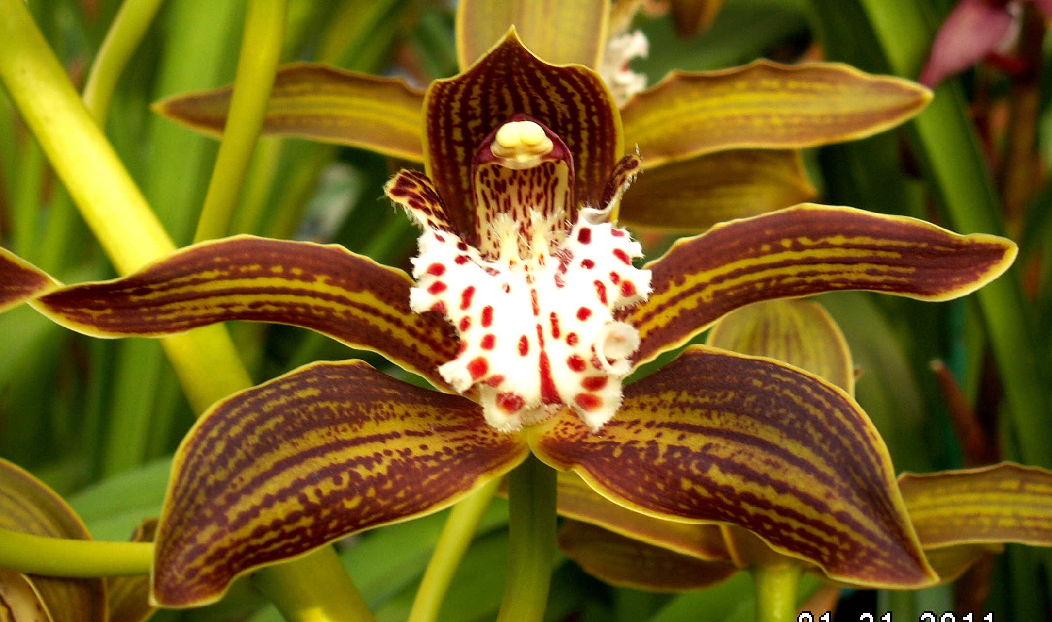 Espécie de Orquídea Cymbidium tracyanum "Stirling Sweet" amarela e marrom.