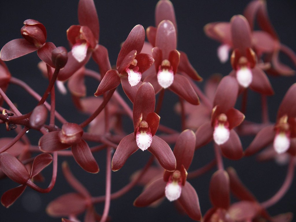 Orquídea Cymbidium canaliculatum