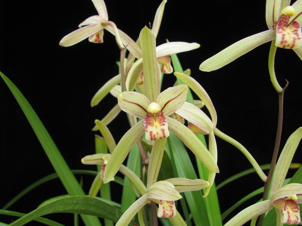 Espécie de orquídea Cymbidium ensifolium verde.
