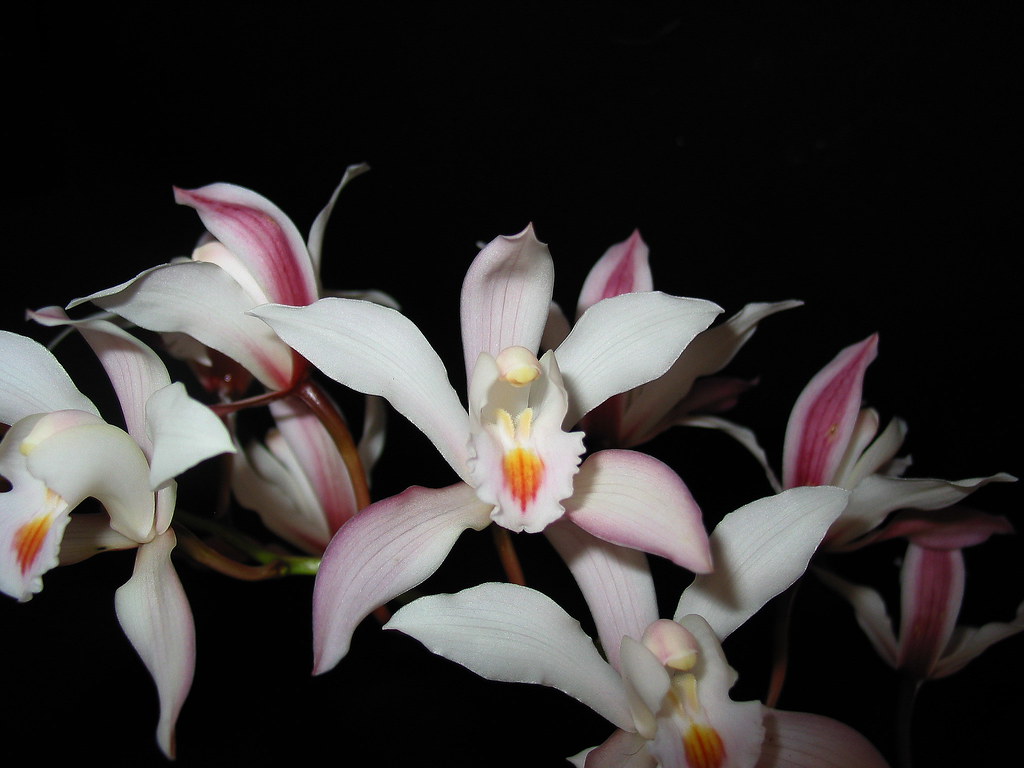 Espécie de Orquídea Cymbidium insigne branca