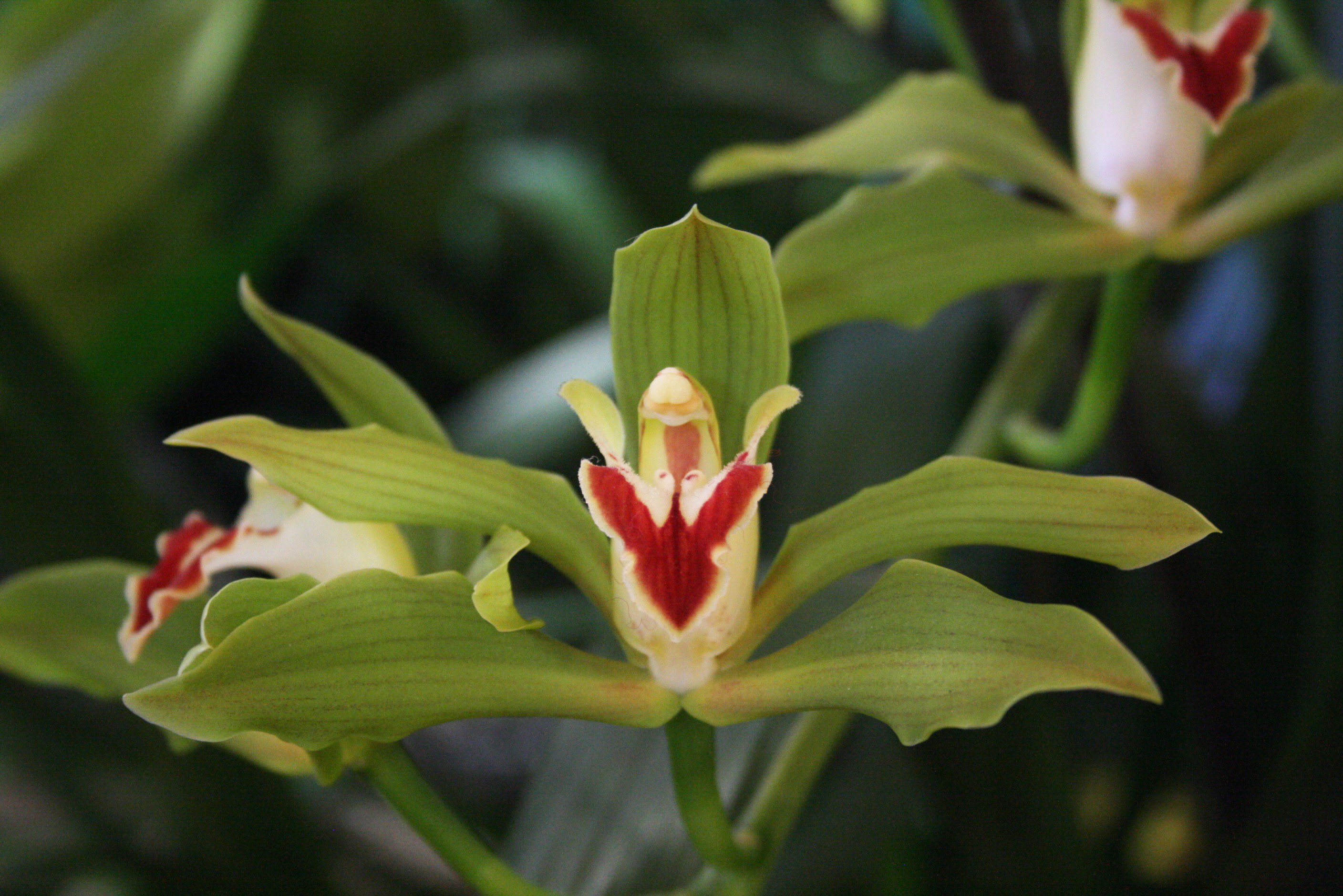 Espécie de orquídea Cymbidium lowianum verde.