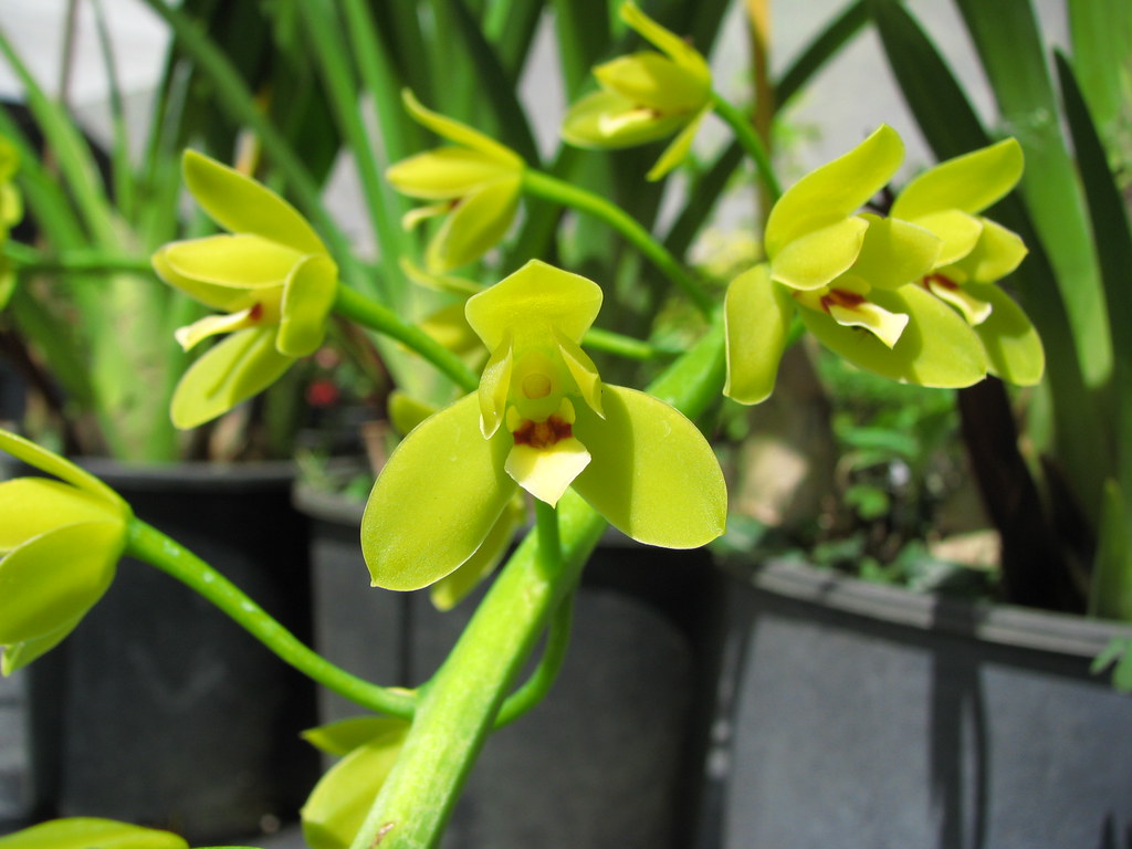 Espécie de orquídea Cymbidium madidum verde.
