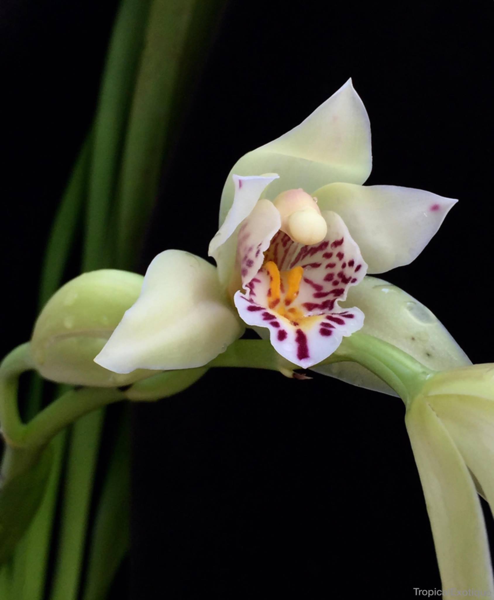 Espécie de Orquídea Cymbidium sanderae branca