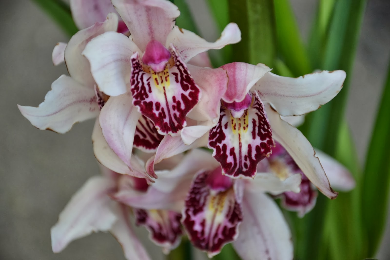 Espécie de Orquídea Cymbidium branca com rosa e vinho