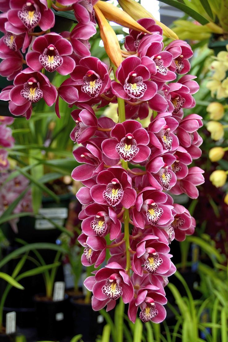 A espécie de orquídea Cymbidium devonianum é pendente.
