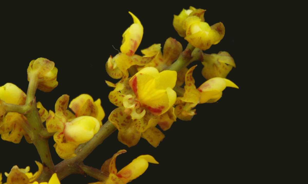 Orquídea Chuva de Ouro - Oncidium pumilum