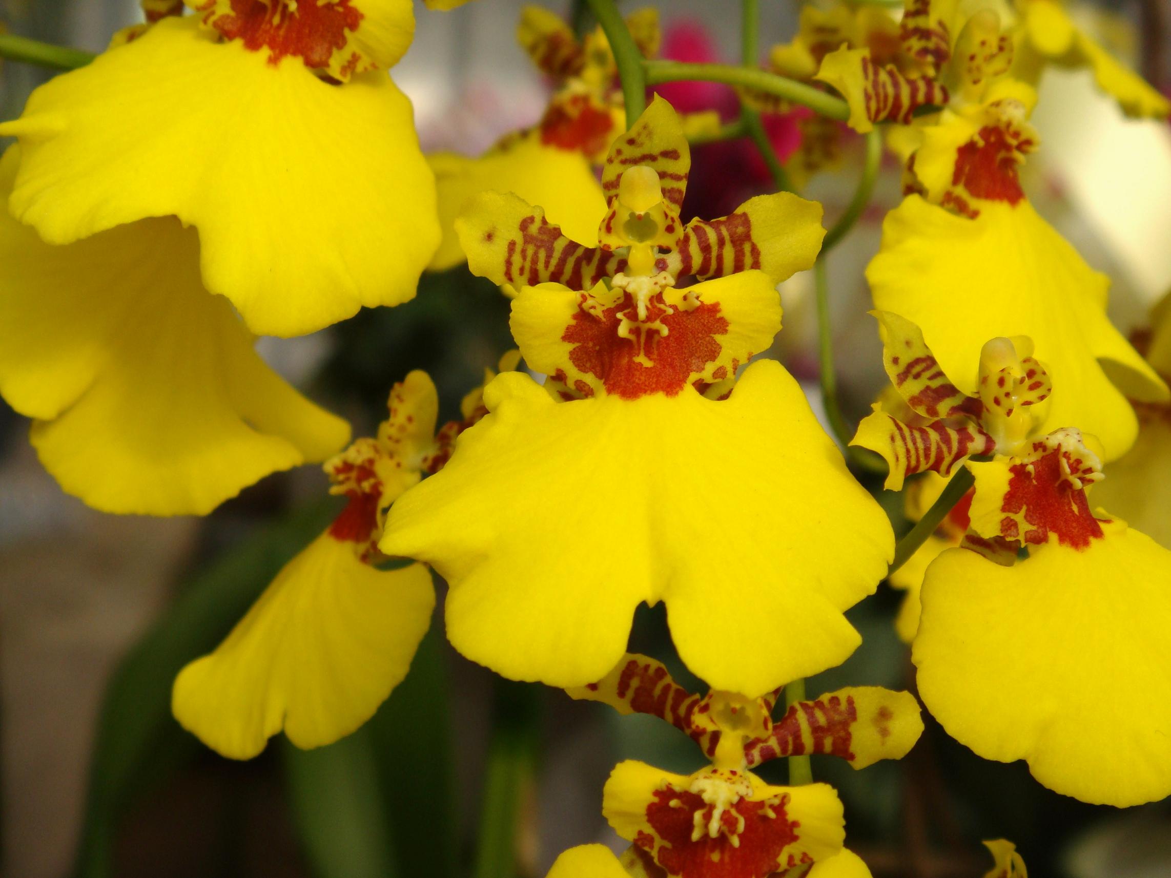 Oncidium Aloha Iwanaga