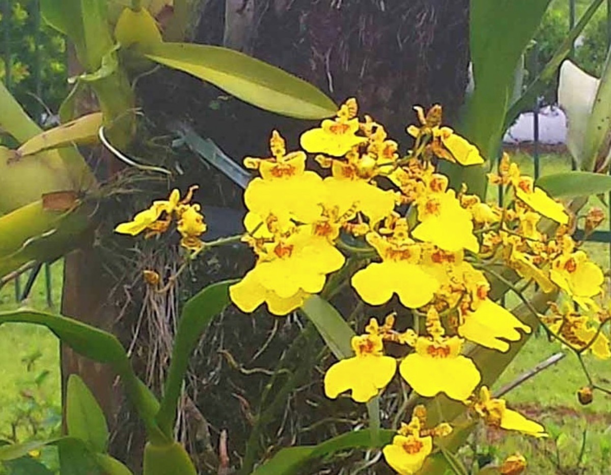 Orquídea Chuva de Ouro - Oncidium flexuosum
