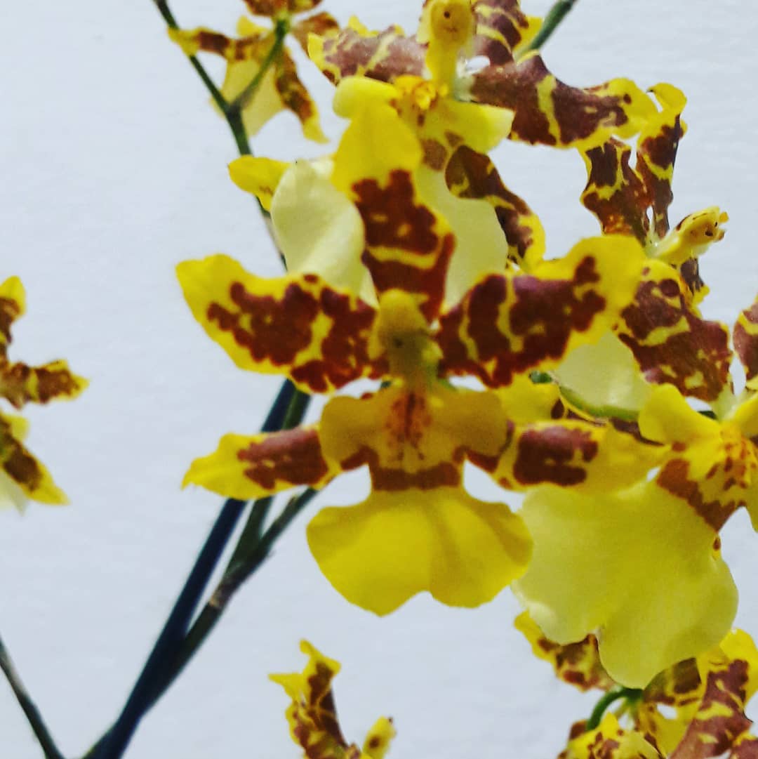 Orquídea Chuva de Ouro - Oncidium sphacelatum