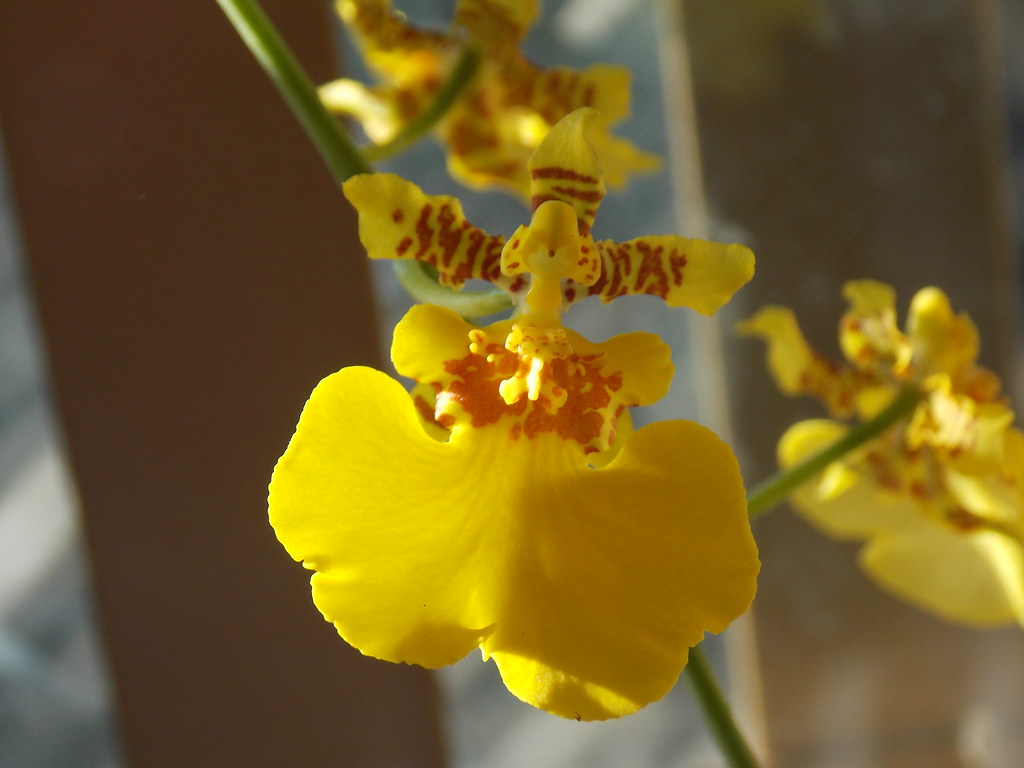 Orquídea Chuva de Ouro - Oncidium varicosum
