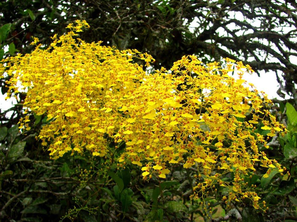 Cuidar de orquídea Chuva de Ouro é relativamente fácil.