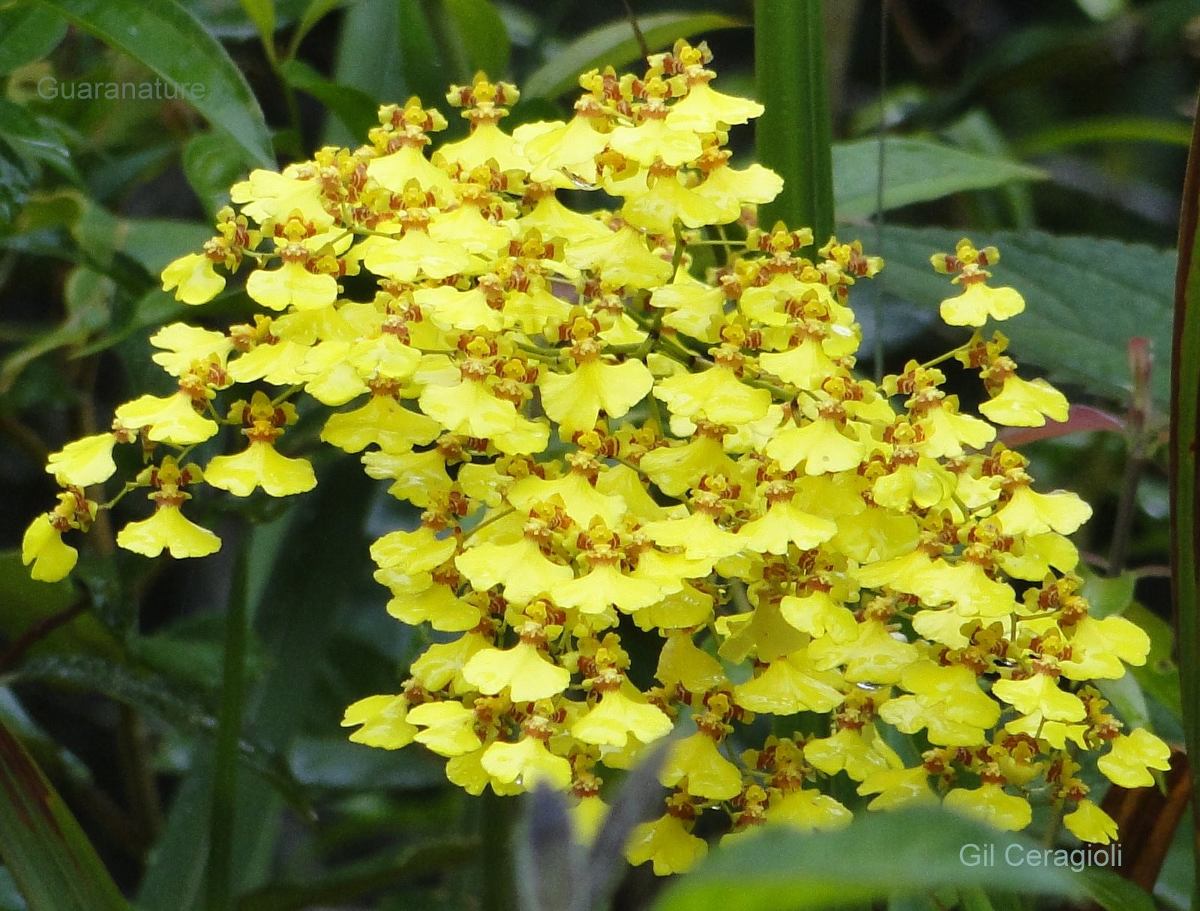 A orquídea Chuva de Ouro tem floração abundante em cachos.