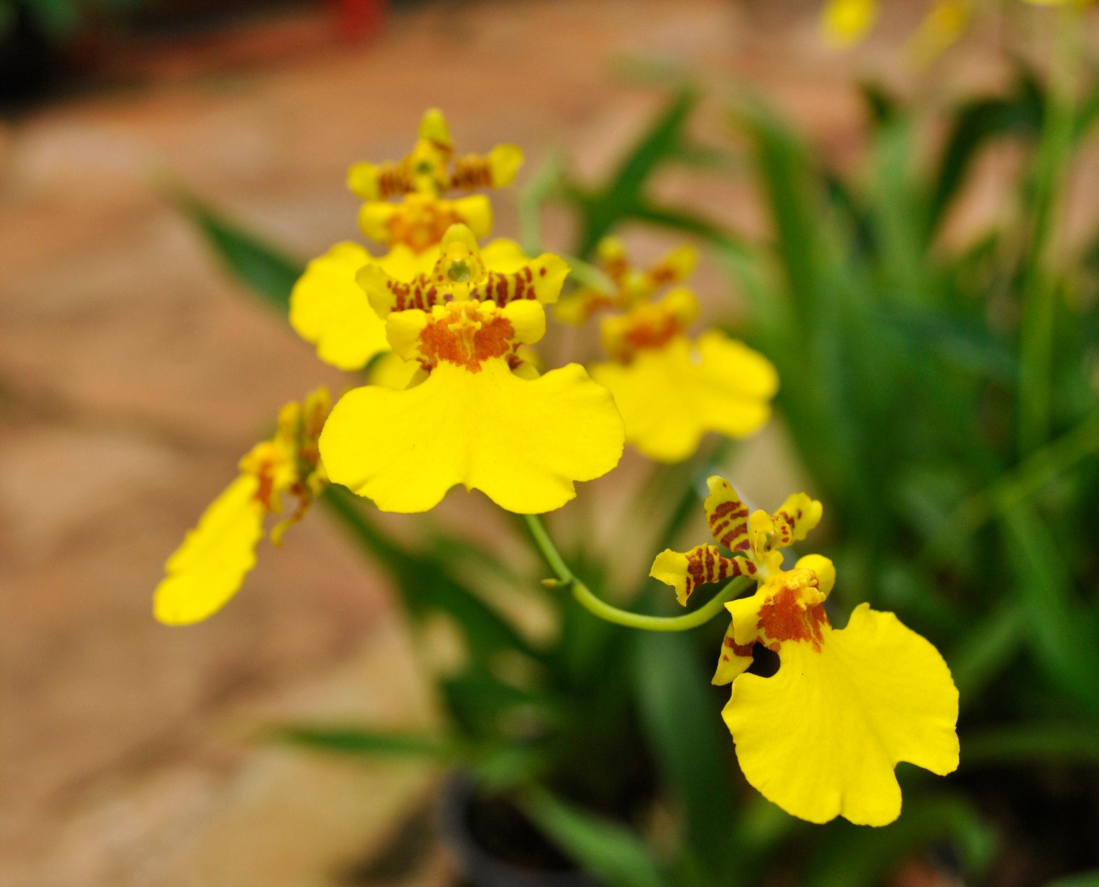 A orquídea Chuva de Ouro significa prosperidade.
