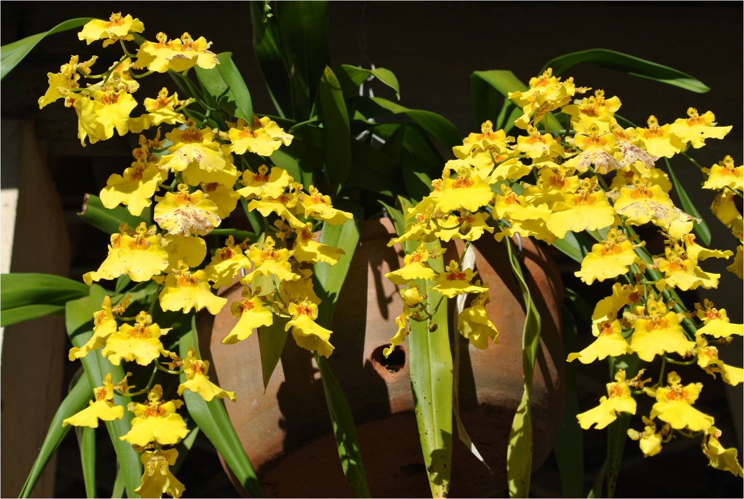 Existem várias espécies de Oncidium que são chamadas de orquídea Chuva de Ouro.