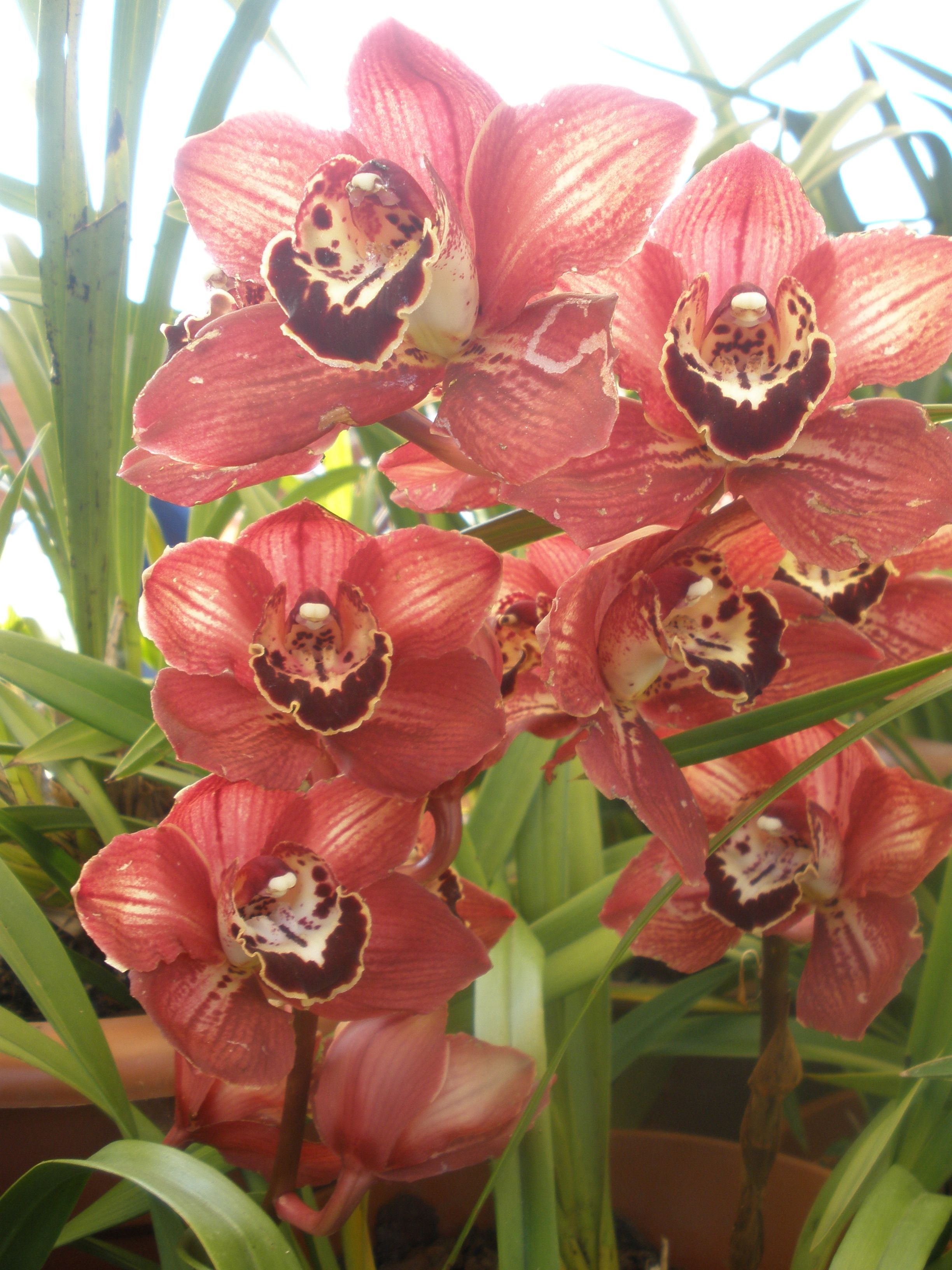 Espécie de orquídea Cymbidium Vermelha.