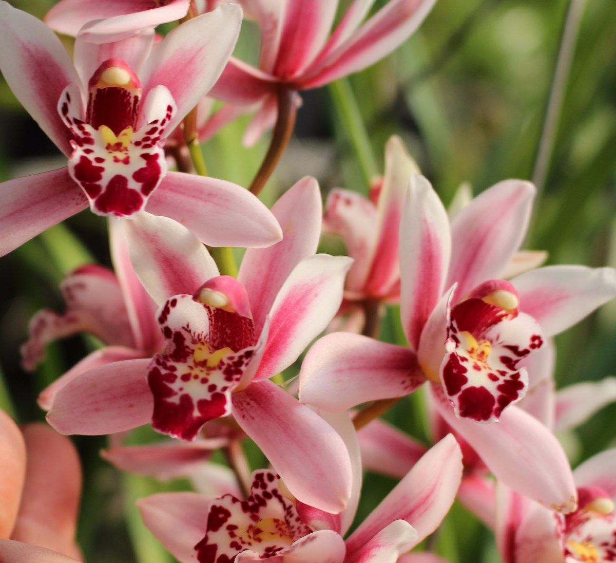 Orquídea Cymbidium rosa