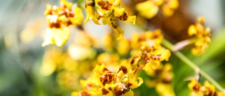 orquidea chuva de ouro