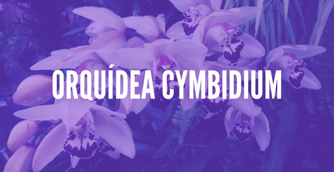 Orquídea Cymbidium: Como Cuidar, Conheça os Cuidados! - TC
