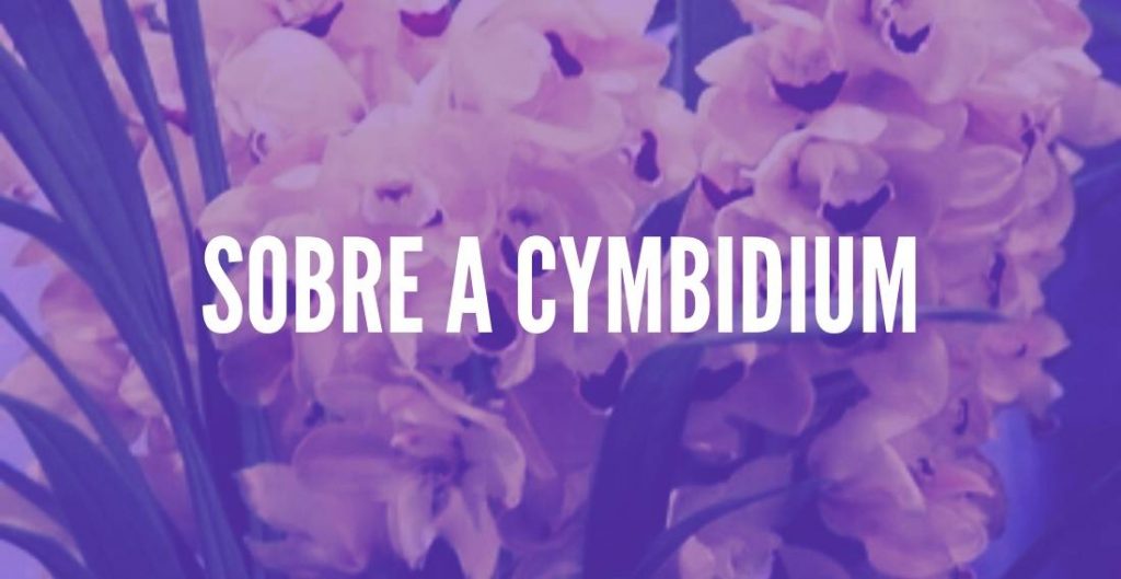 Orquídea Cymbidium: Como Cuidar, Conheça os Cuidados! - TC