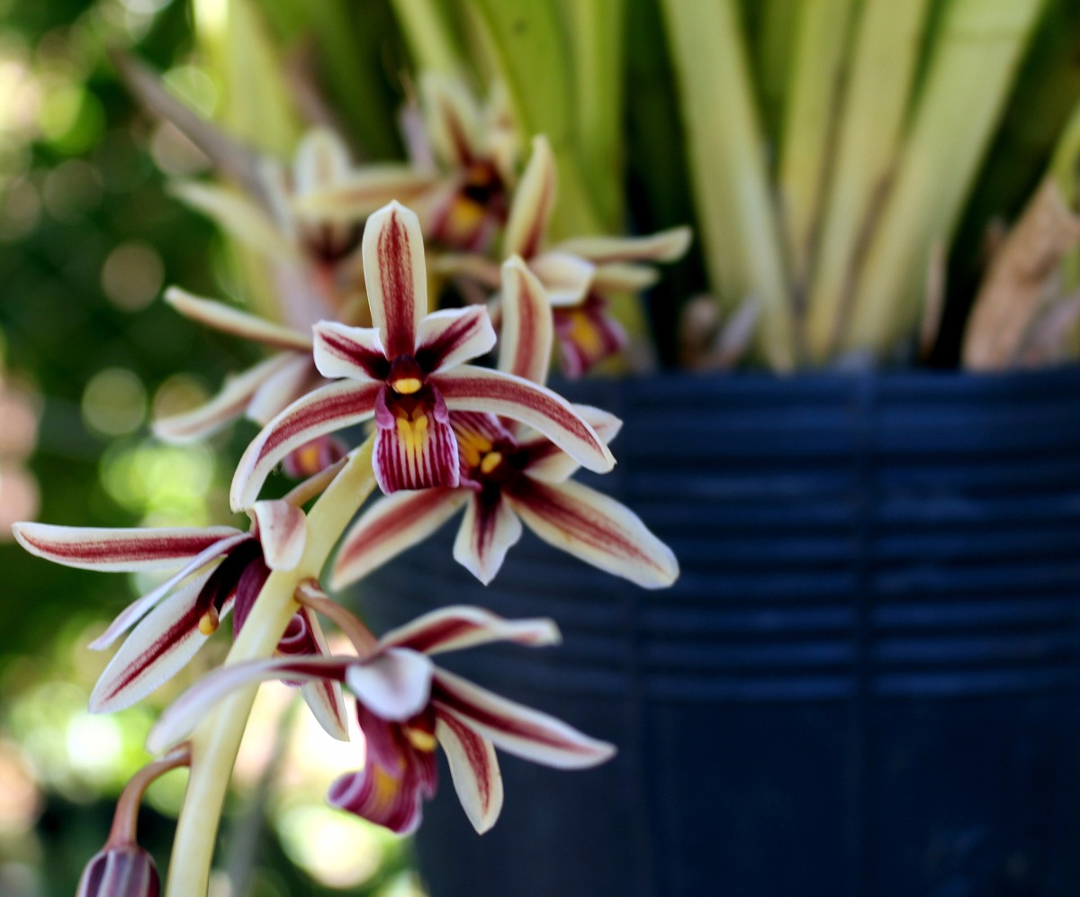 A espécie de Orquídea Cymbidium aloifolium é pequena mais abundante.