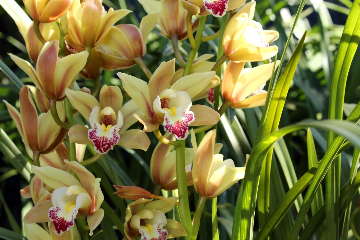 Espécie de Orquídea Cymbidium de flores amarelas e rosas