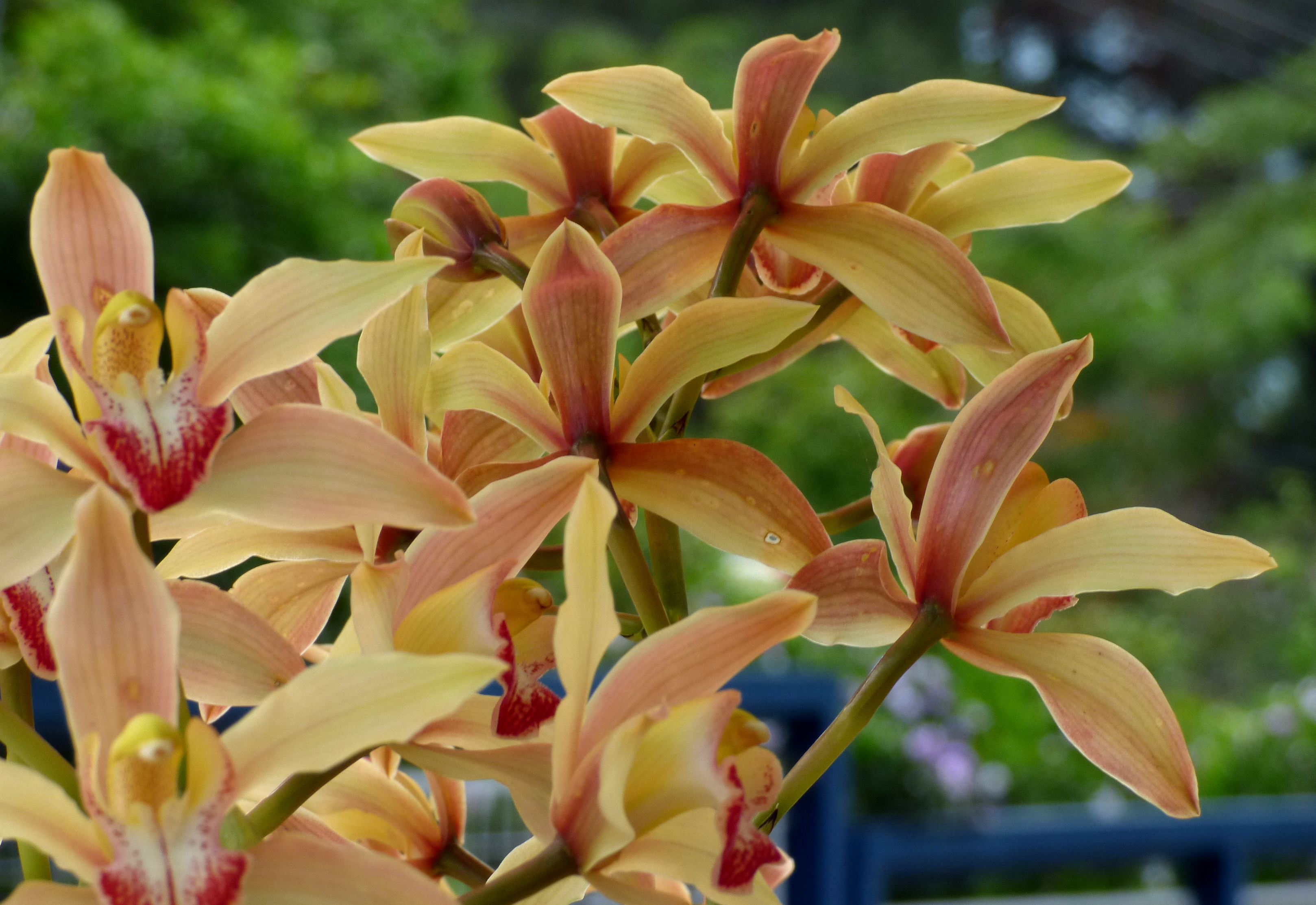 Espécie de Orquídea Cymbidium de flores amarelas