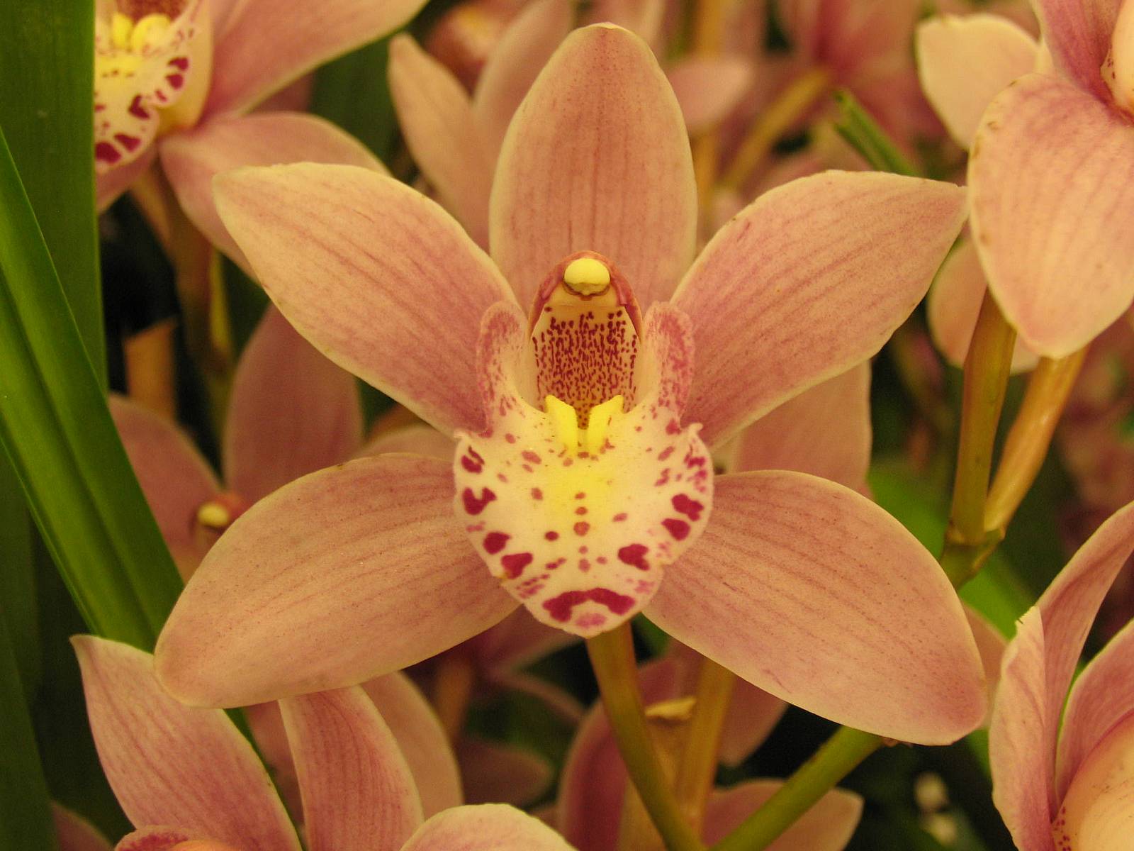 Espécie de Orquídea Cymbidium laranja