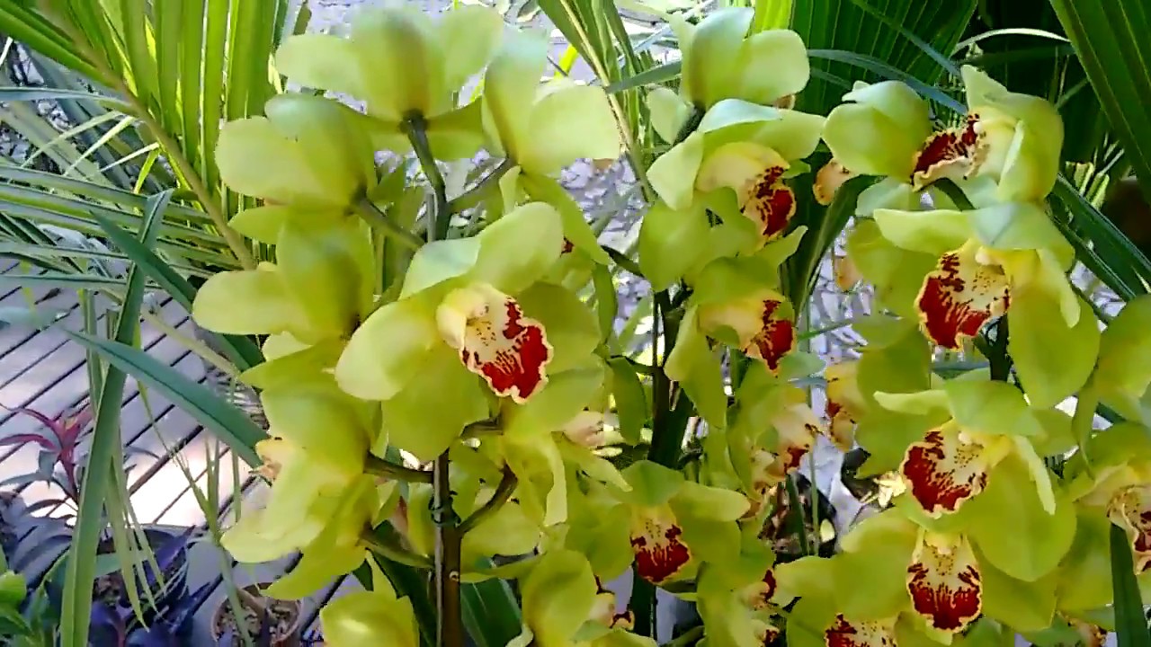 Espécie de Orquídea Cymbidium de flores amarelas e vermelho.