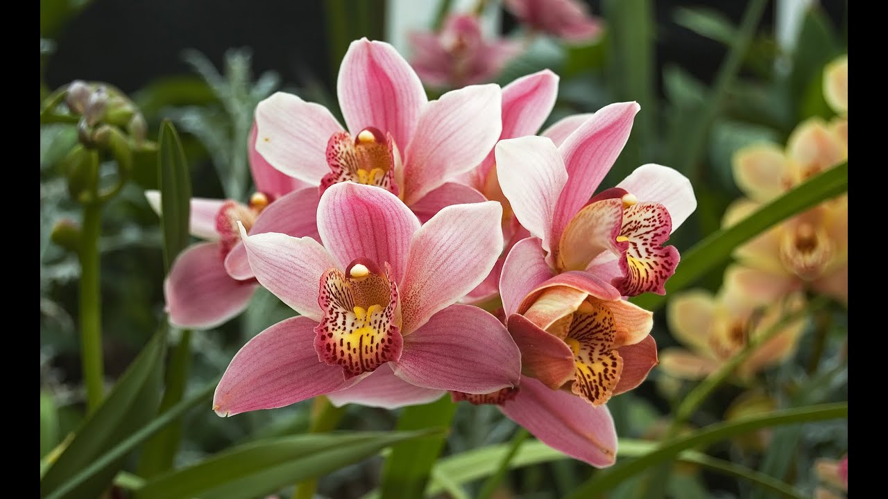 Espécie de Orquídea Cymbidium rosa e interiro amarelo.