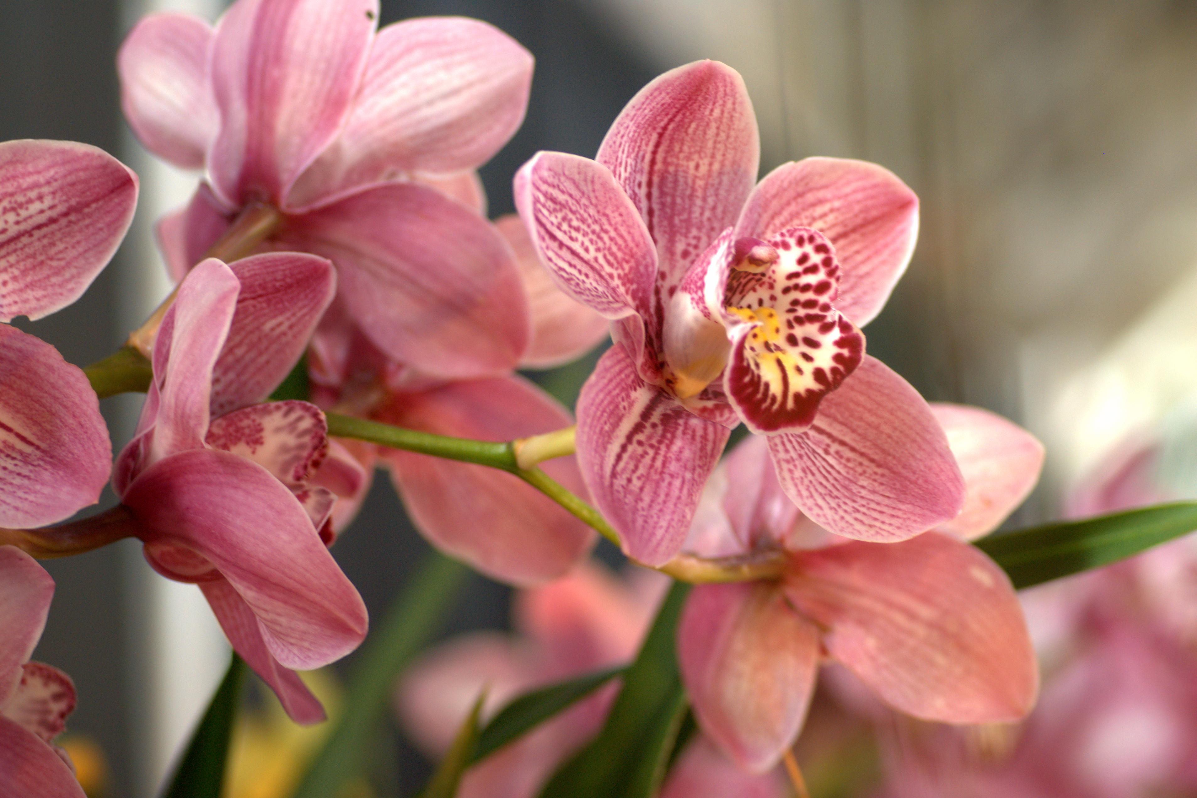 Espécie de Orquídea Cymbidium rosa com pintas